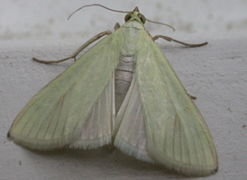 Greenish-yellow Sitochroa